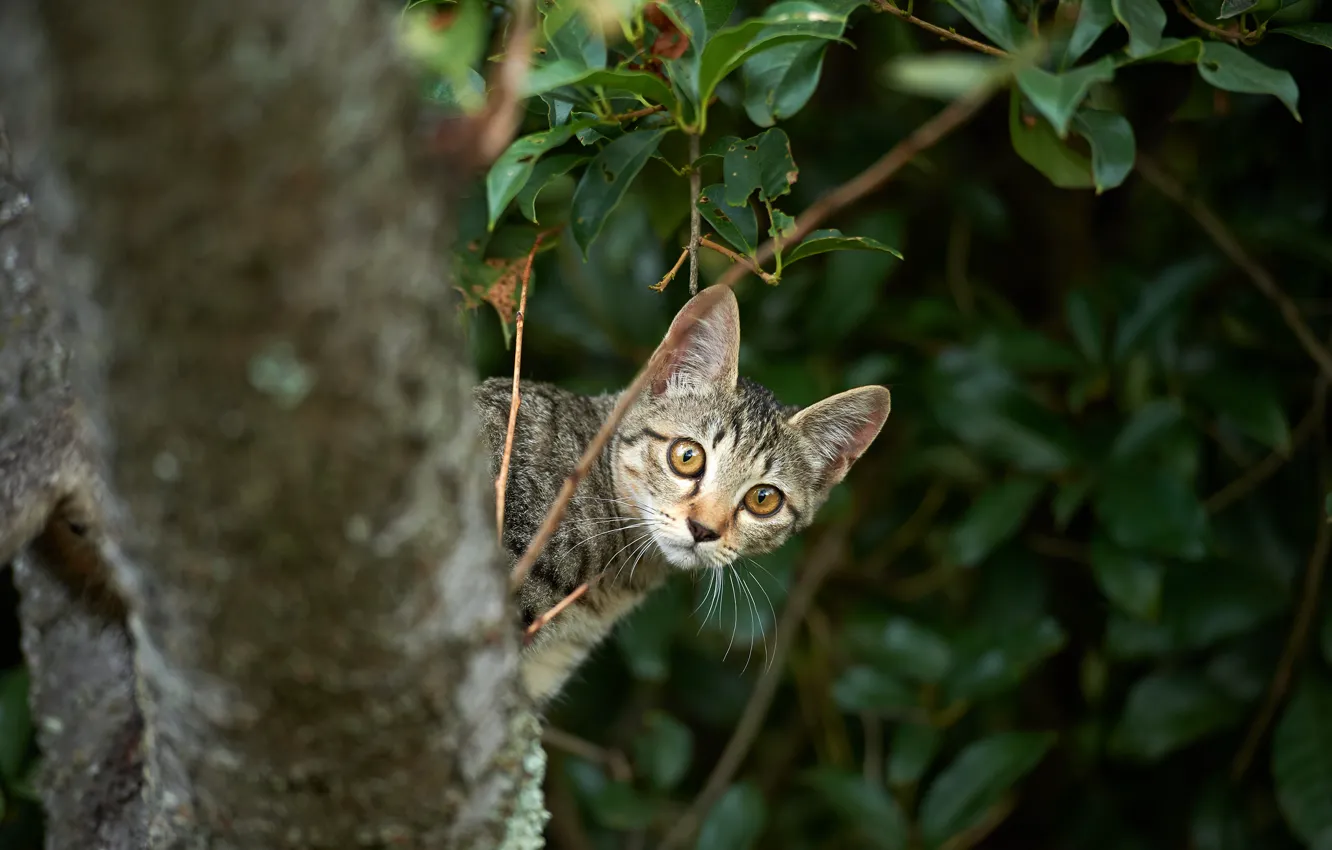 Photo wallpaper cat, branches, kitty, tree, Peeps