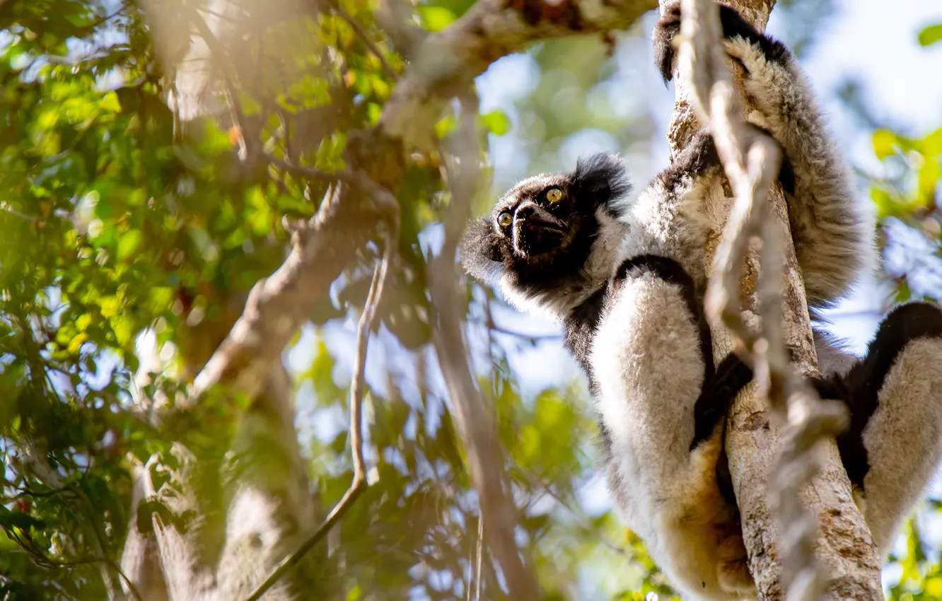 Photo wallpaper look, light, trees, branches, pose, foliage, paws, lemur
