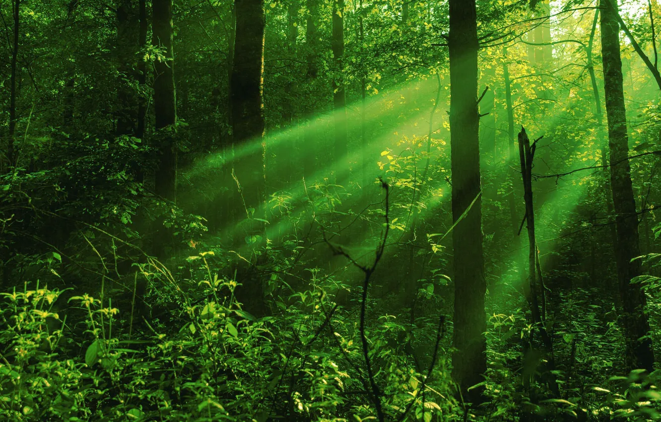 Photo wallpaper forest, rays, light, foliage, thicket, trunk
