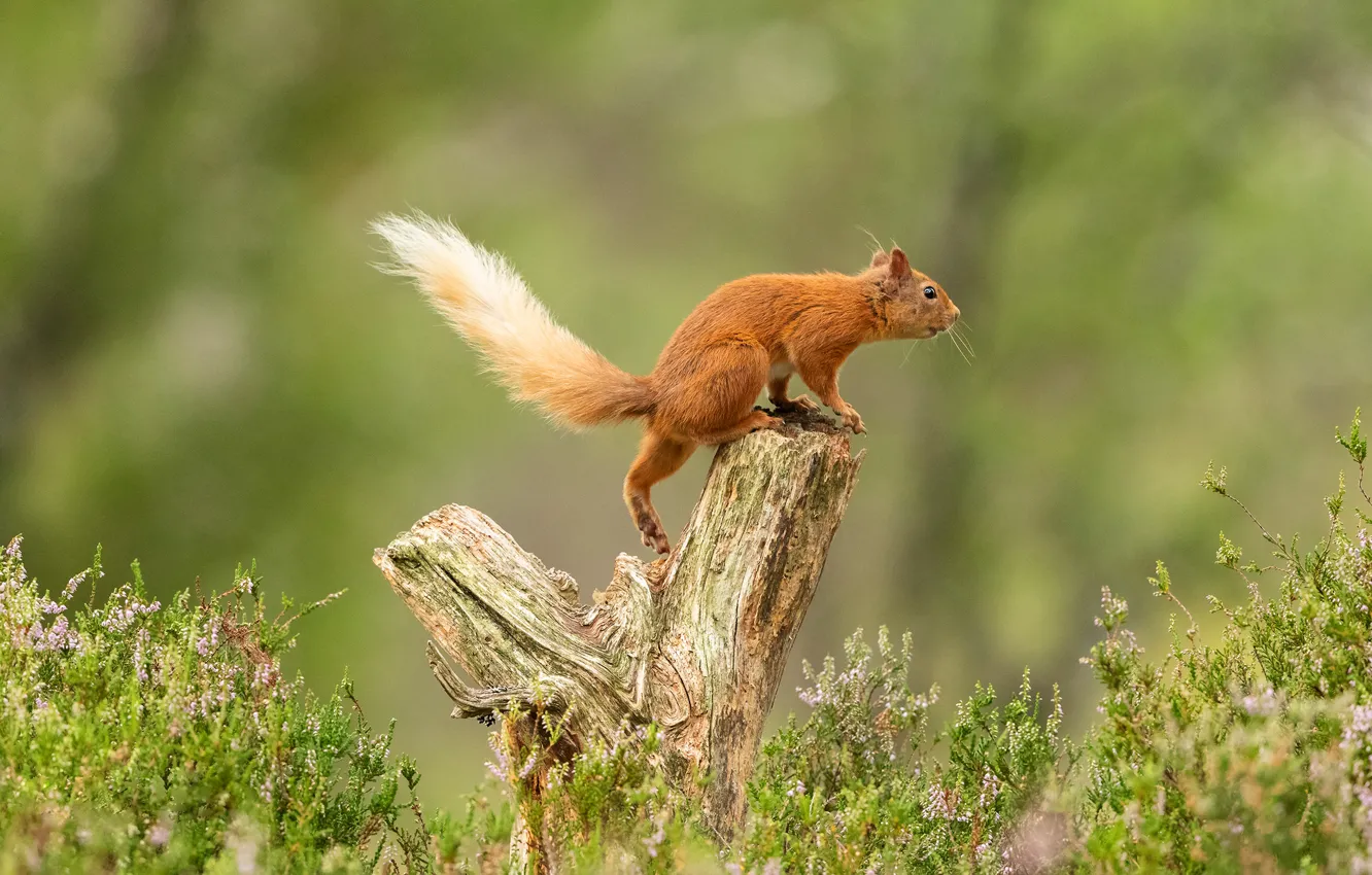 Photo wallpaper greens, summer, grass, look, nature, pose, glade, stump
