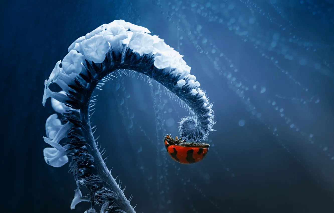 Photo wallpaper drops, ladybug, insect