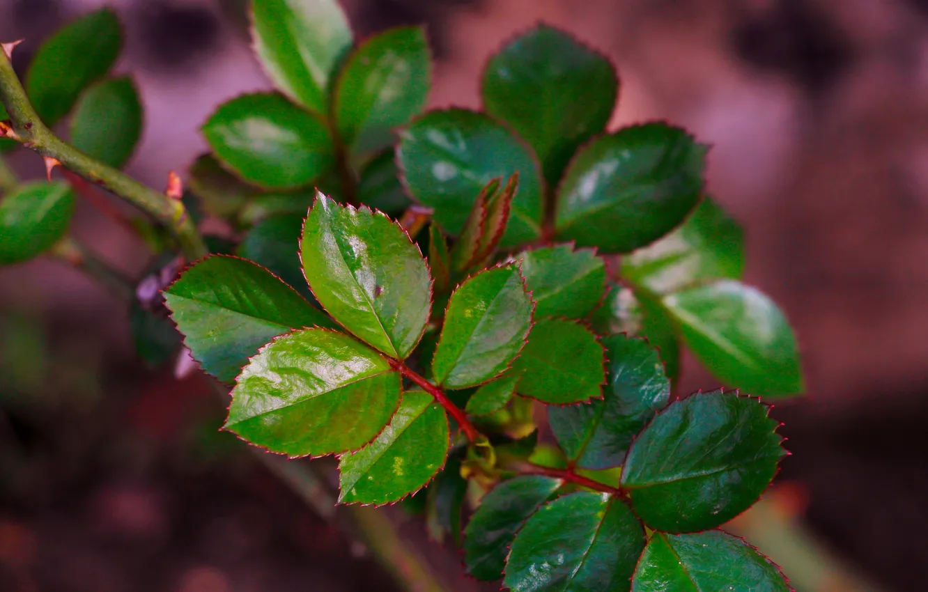 Photo wallpaper leaf, plant, twig
