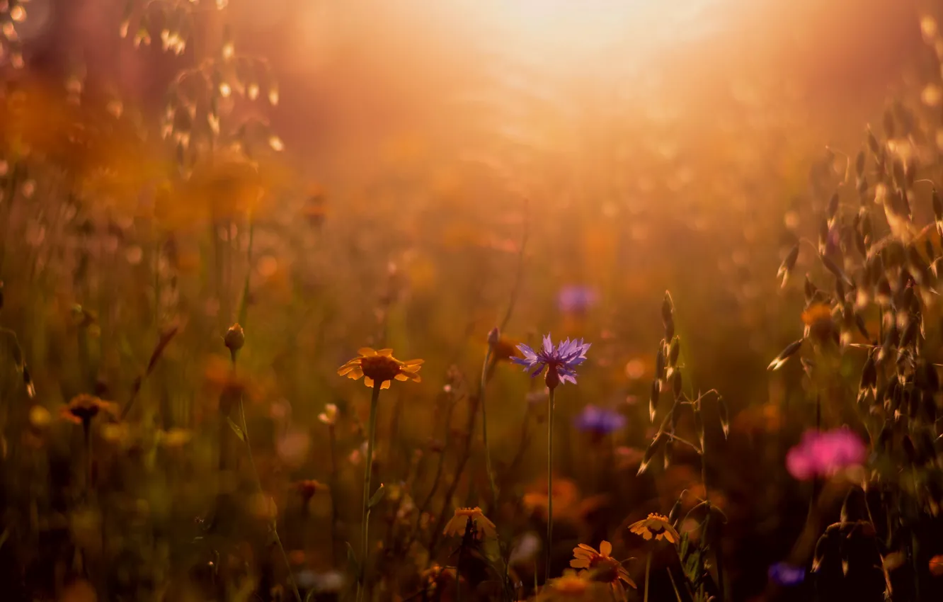Photo wallpaper summer, grass, nature
