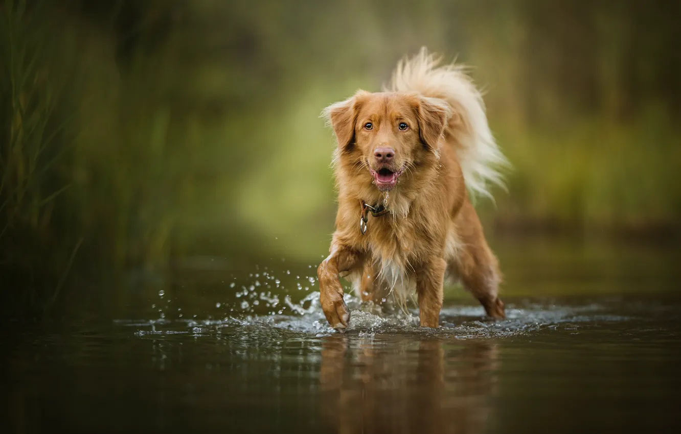 Photo wallpaper red, dog, Filou