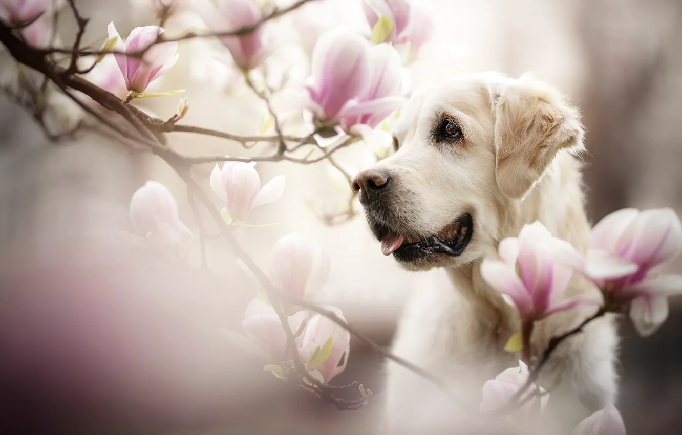 Photo wallpaper face, flowers, branches, portrait, dog, Magnolia