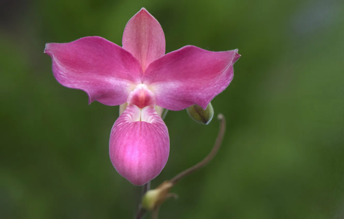 Photo wallpaper flowers, nature, petals, Orchid