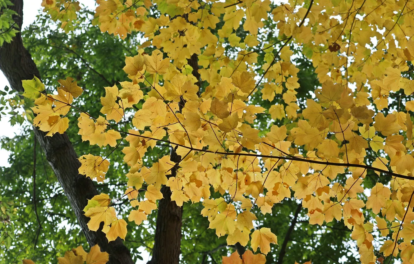 Photo wallpaper autumn, leaves, branches, yellow leaves