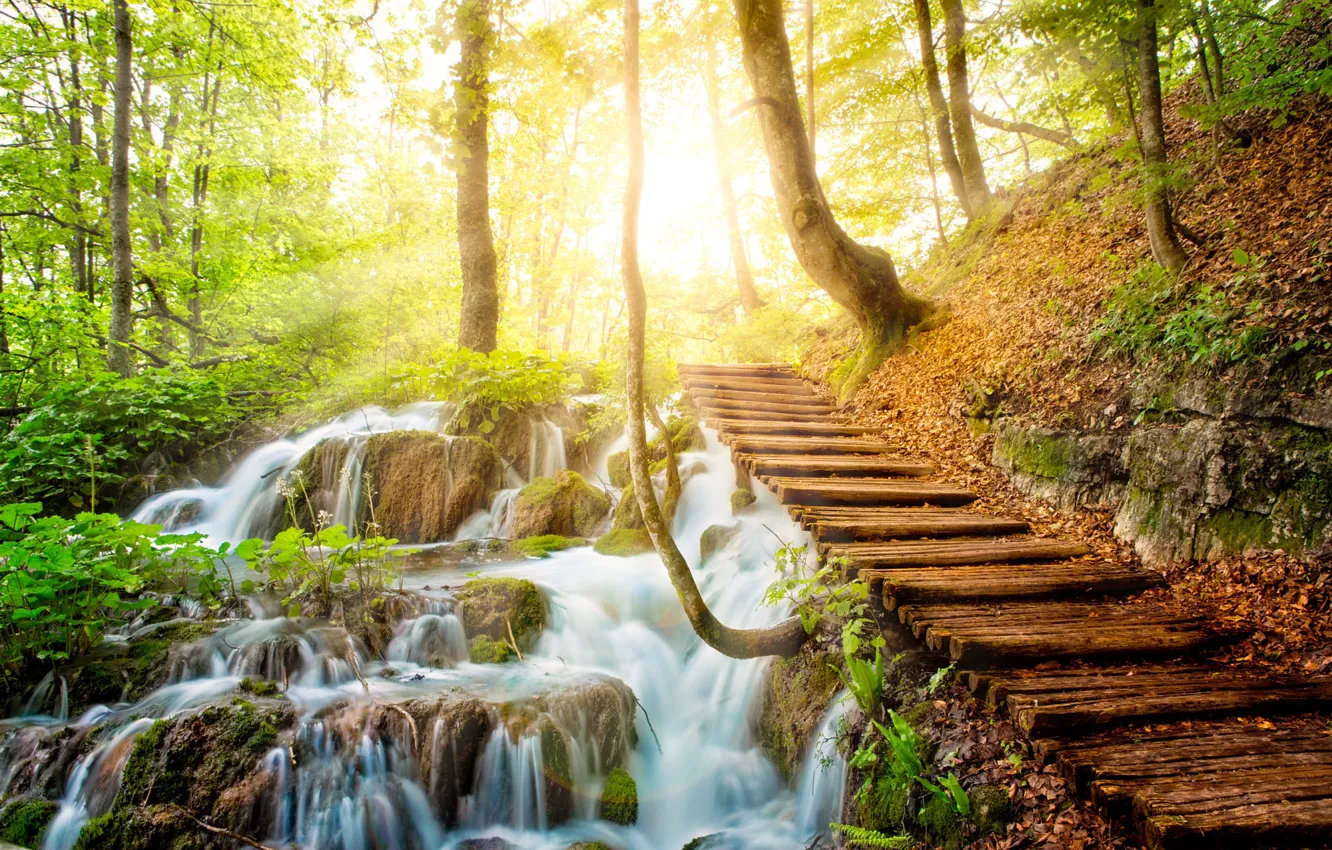 Photo wallpaper forest, the sun, rays, light, trees, branches, stones, shore