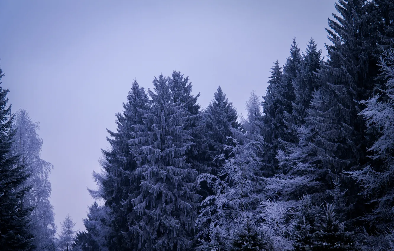 Photo wallpaper Winter, Cloudy, Snow, Frosty, Ice, Forest, Gloomy, Pine