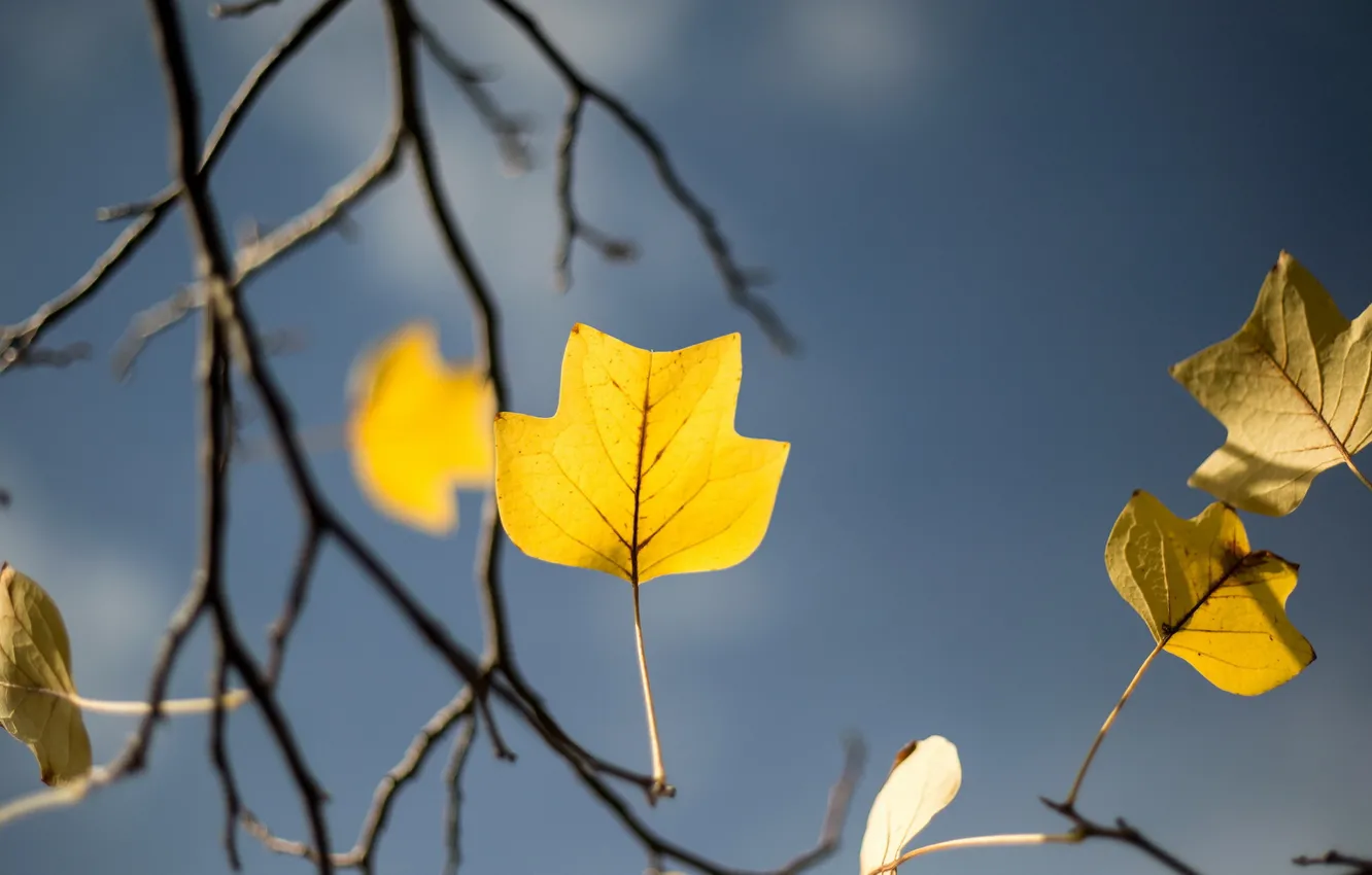 Photo wallpaper autumn, tree, garden, yellow leaf
