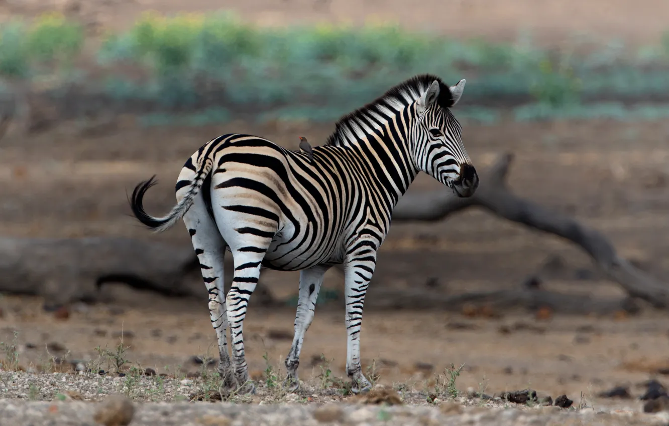 Photo wallpaper nature, Zebra, bird