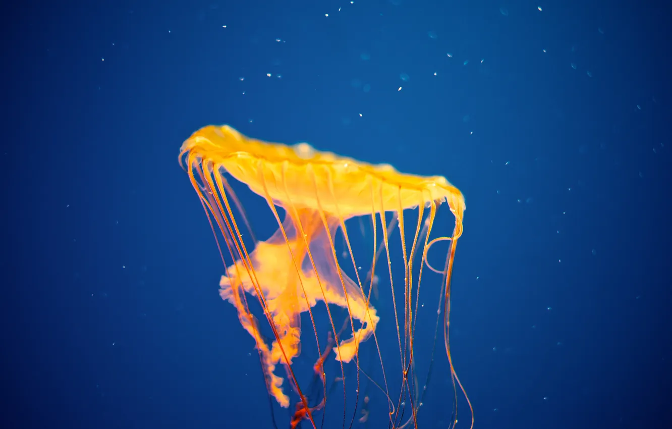 Photo wallpaper Medusa, yellow, jellyfish invasion