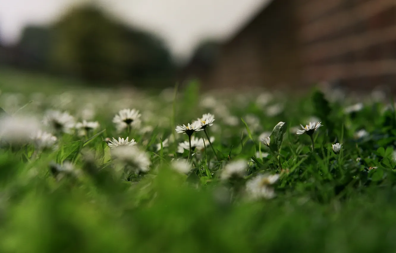 Photo wallpaper grass, macro, flowers