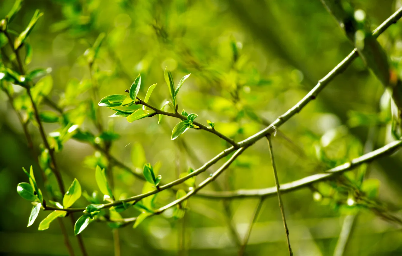 Photo wallpaper leaves, the sun, branch, spring