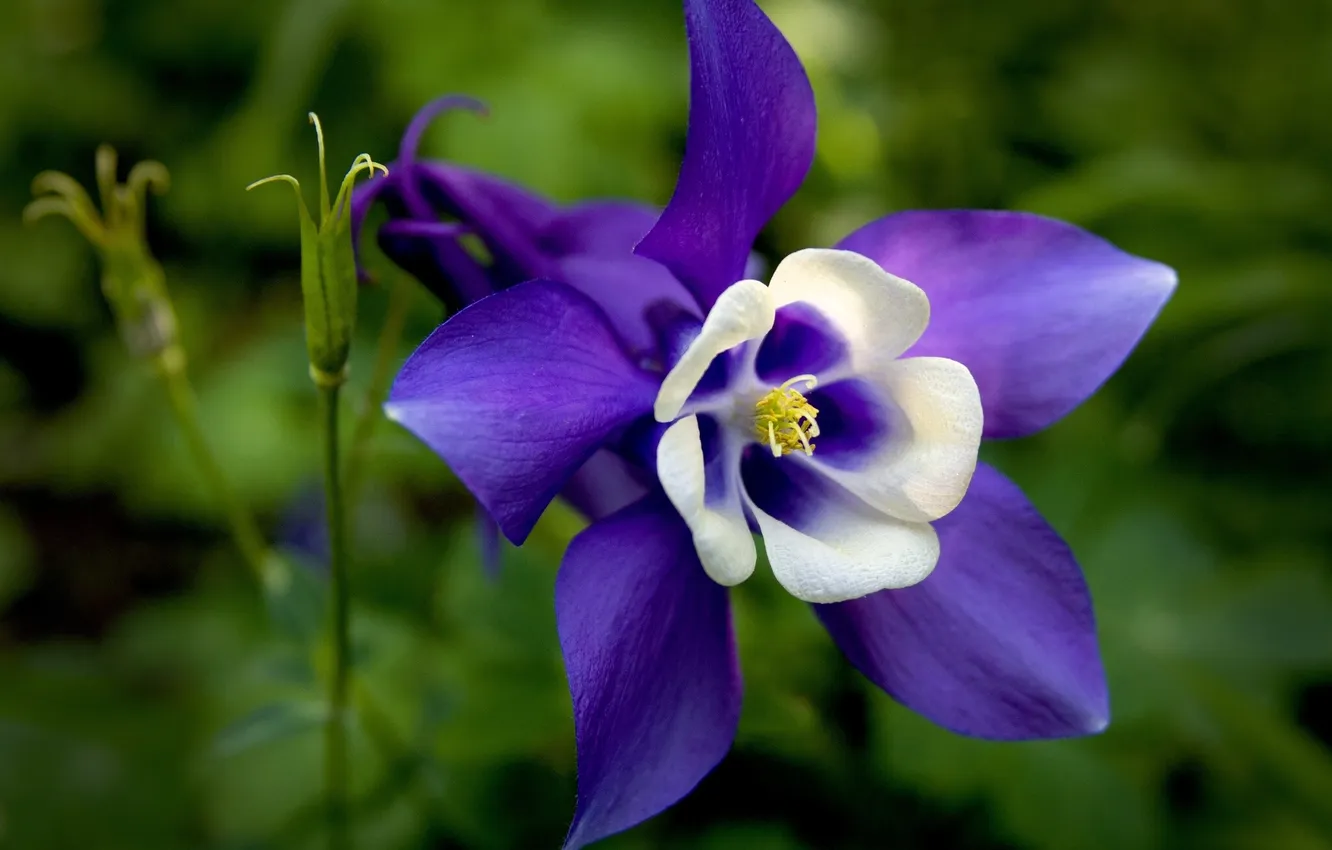 Photo wallpaper macro, the catchment, Aquilegia, Orlik