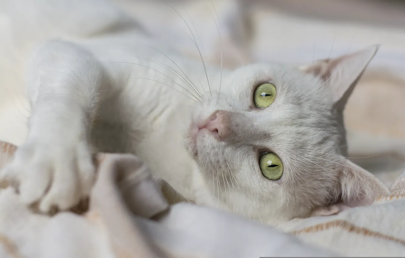 Photo wallpaper cat, eyes, muzzle, white cat