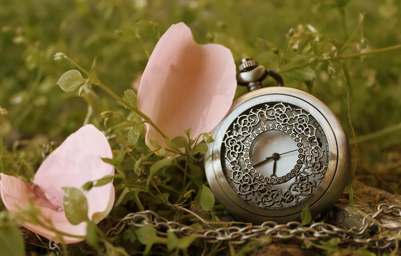 Photo wallpaper grass, arrows, watch, petals