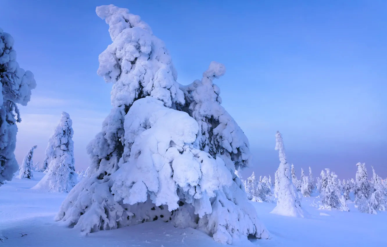 Photo wallpaper winter, frost, forest, the sky, snow, trees, branches, nature