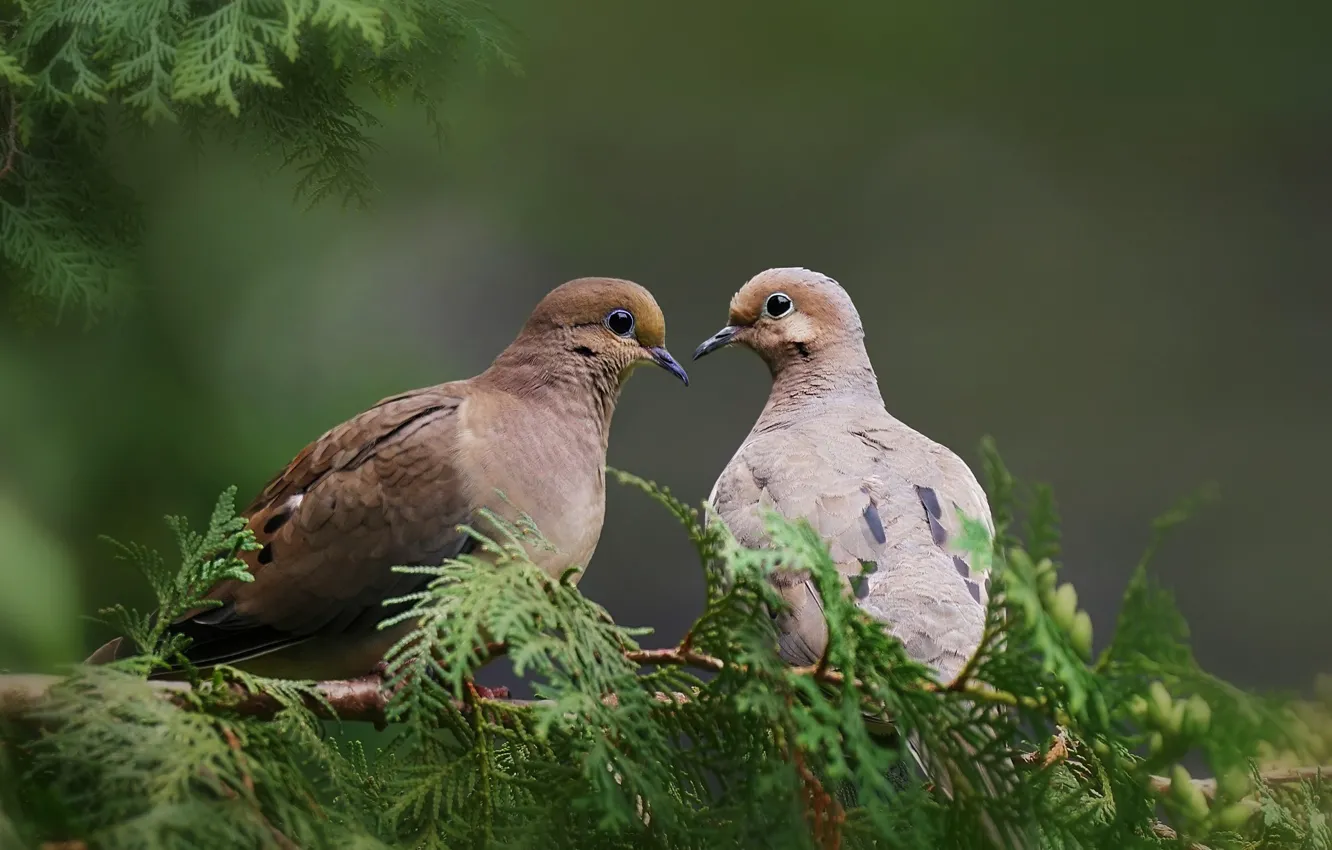 Photo wallpaper trees, branches, bird, pigeons