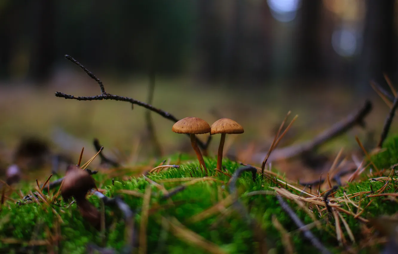 Photo wallpaper autumn, forest, nature, mushrooms, a couple