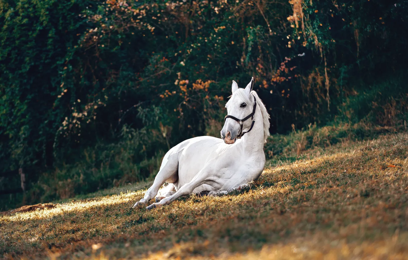 Photo wallpaper white, nature, pose, the dark background, horse, stay, horse, slope