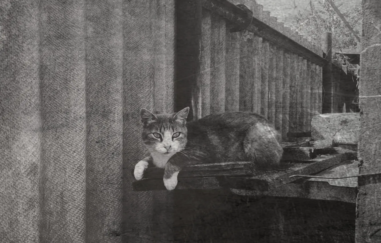 Photo wallpaper cat, retro, Wallpaper