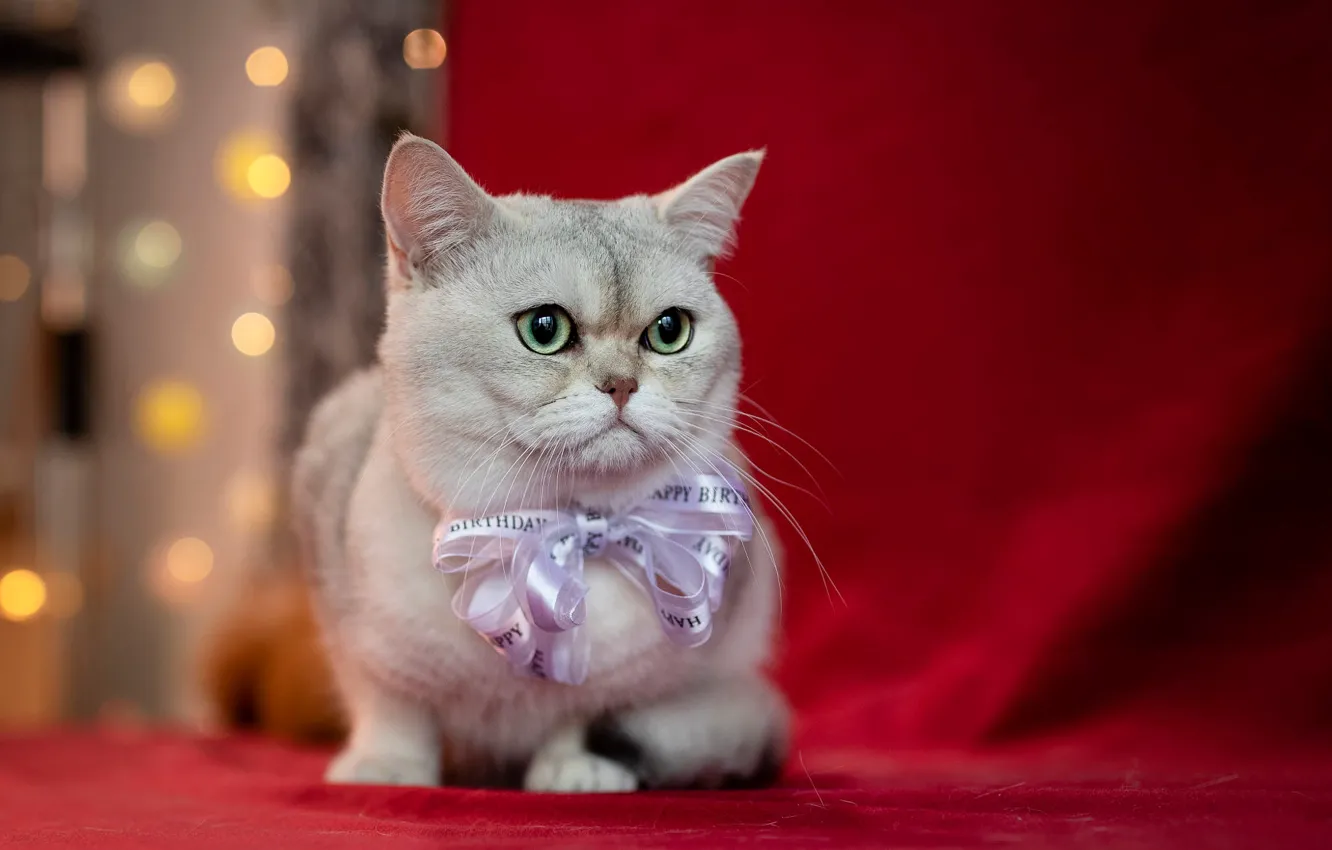 Photo wallpaper cat, white, cat, look, portrait, lies, kitty, garland