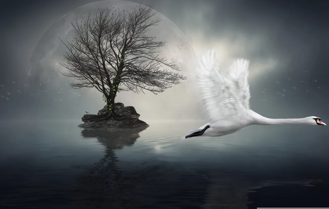 Photo wallpaper style, background, swans