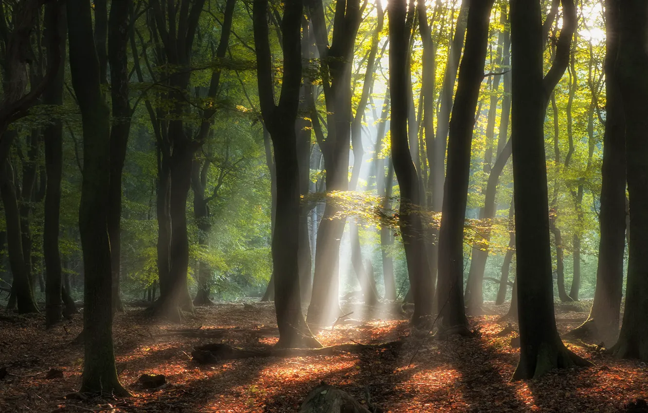 Photo wallpaper autumn, forest, the sun, rays, light, trees, branches, fog