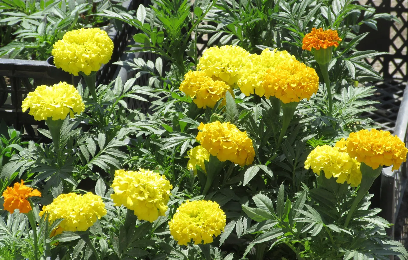 Photo wallpaper yellow flowers, marigolds, Meduzanol ©, Summer 2018