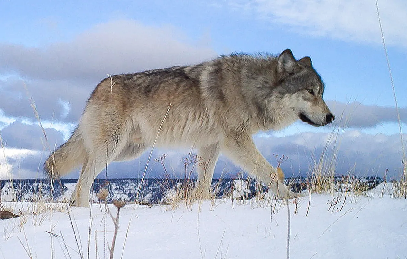 Photo wallpaper nature, face, animal, wolf, wildlife, head, fur, mammal