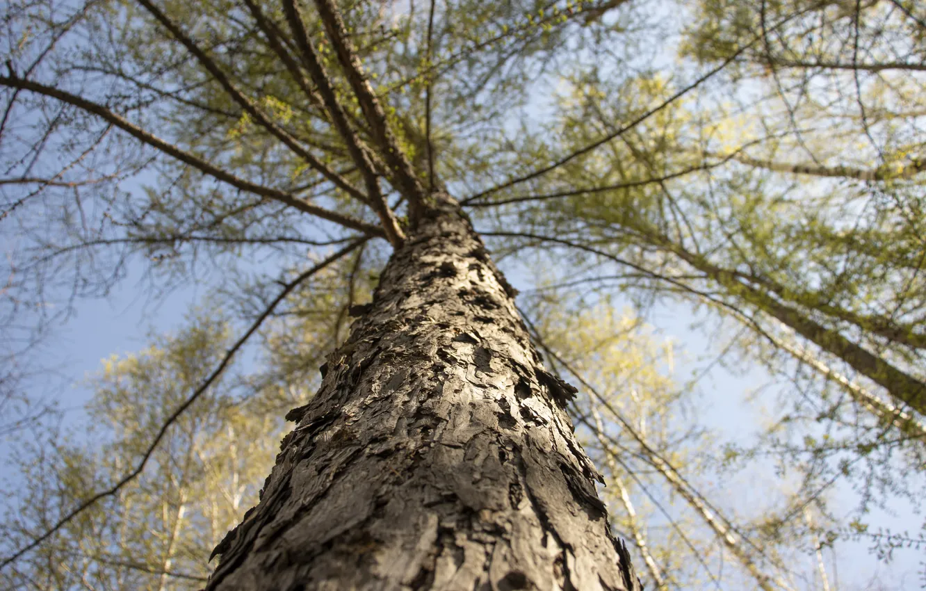 Photo wallpaper Tree, Park, Central Park, NSK, Novosibirsk, Archanicum, Canon 200D