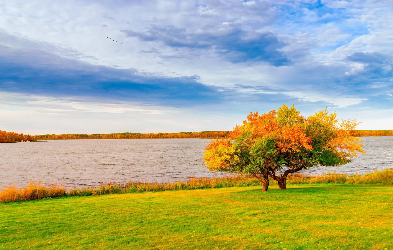 Photo wallpaper field, autumn, the sky, grass, clouds, trees, lake, blue