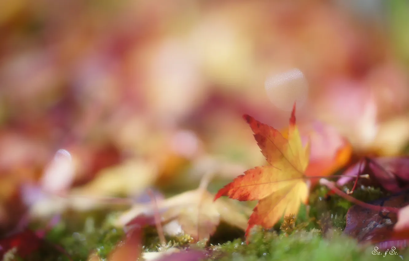 Photo wallpaper autumn, grass, leaves, glare, yellow, fallen