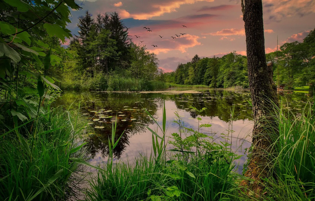 Photo wallpaper the sky, water, sunset, nature, lake, bird