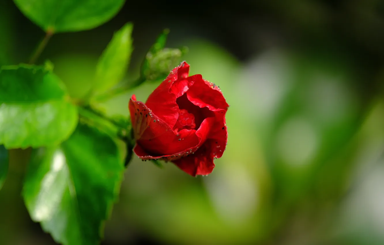 Photo wallpaper nature, roses, minimalism