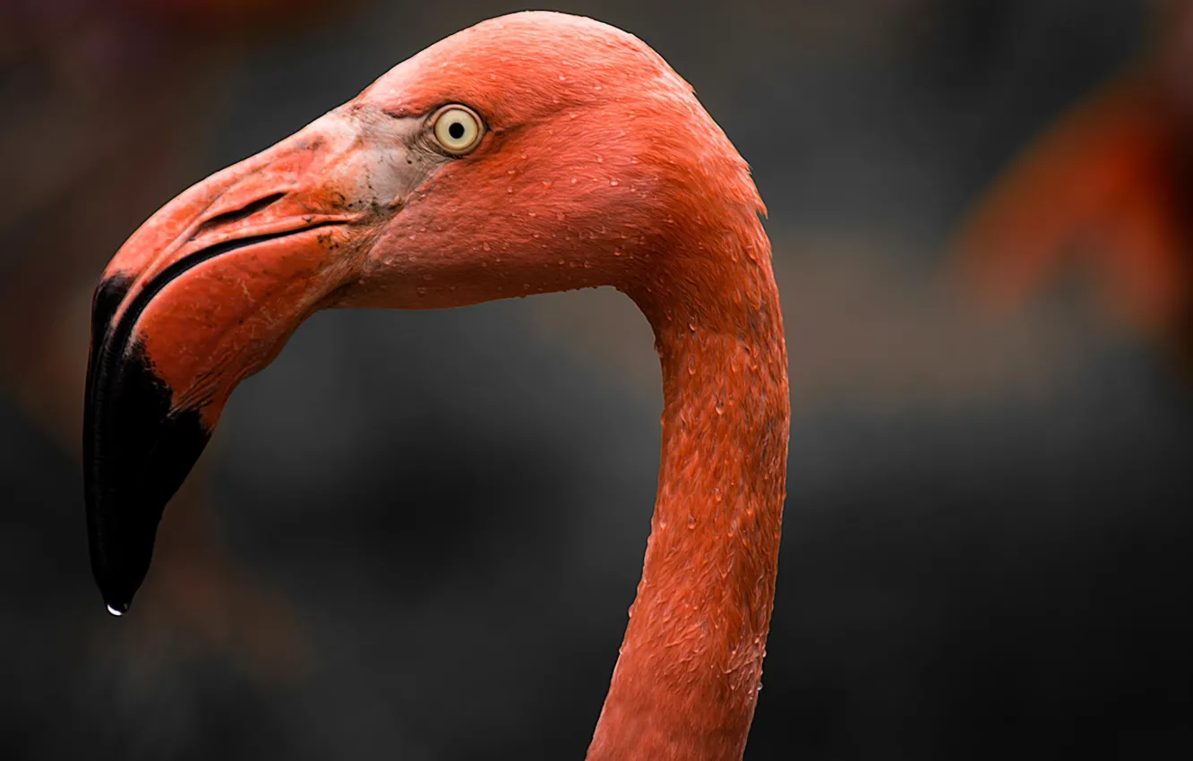 Photo wallpaper bird, beak, color, pink, Flamingo