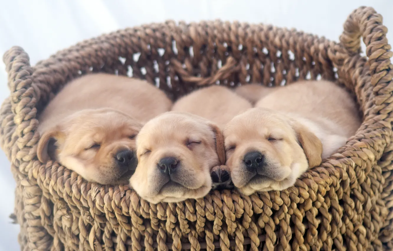 Photo wallpaper comfort, basket, home, puppy