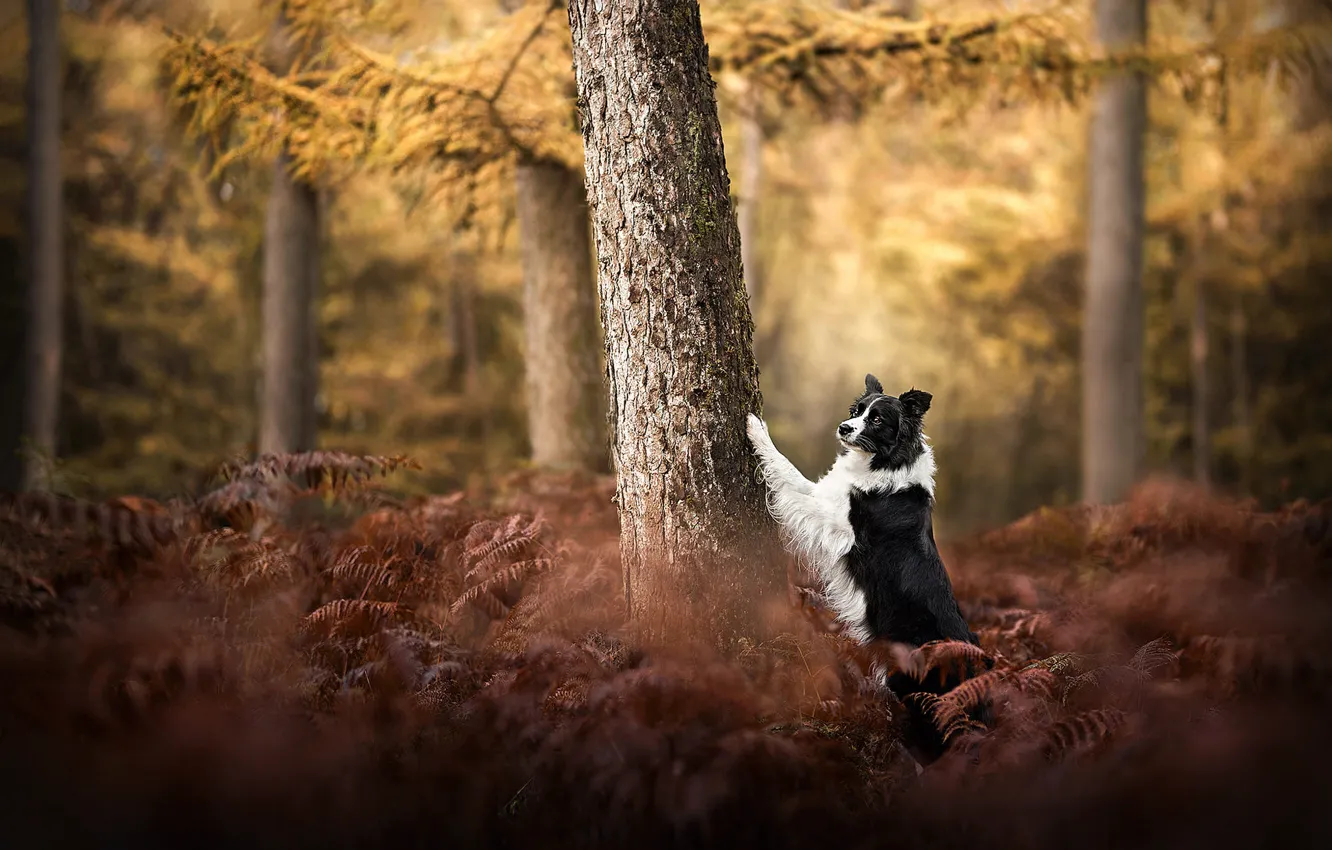 Photo wallpaper autumn, forest, trees, branches, pose, thickets, dog, trunk