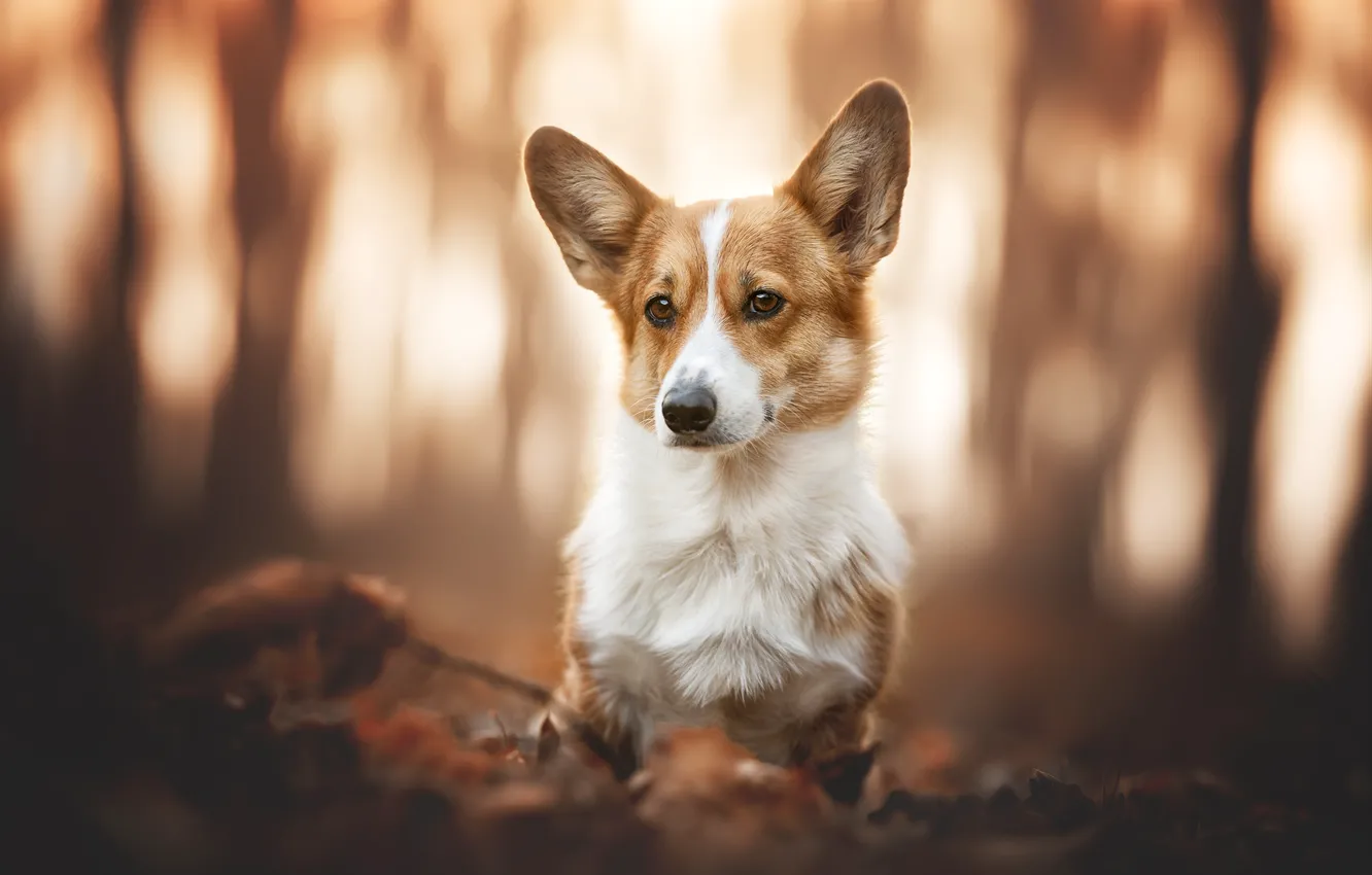 Photo wallpaper autumn, look, light, trees, nature, pose, Park, foliage