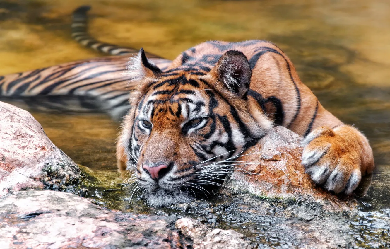 Photo wallpaper nature, tiger, background
