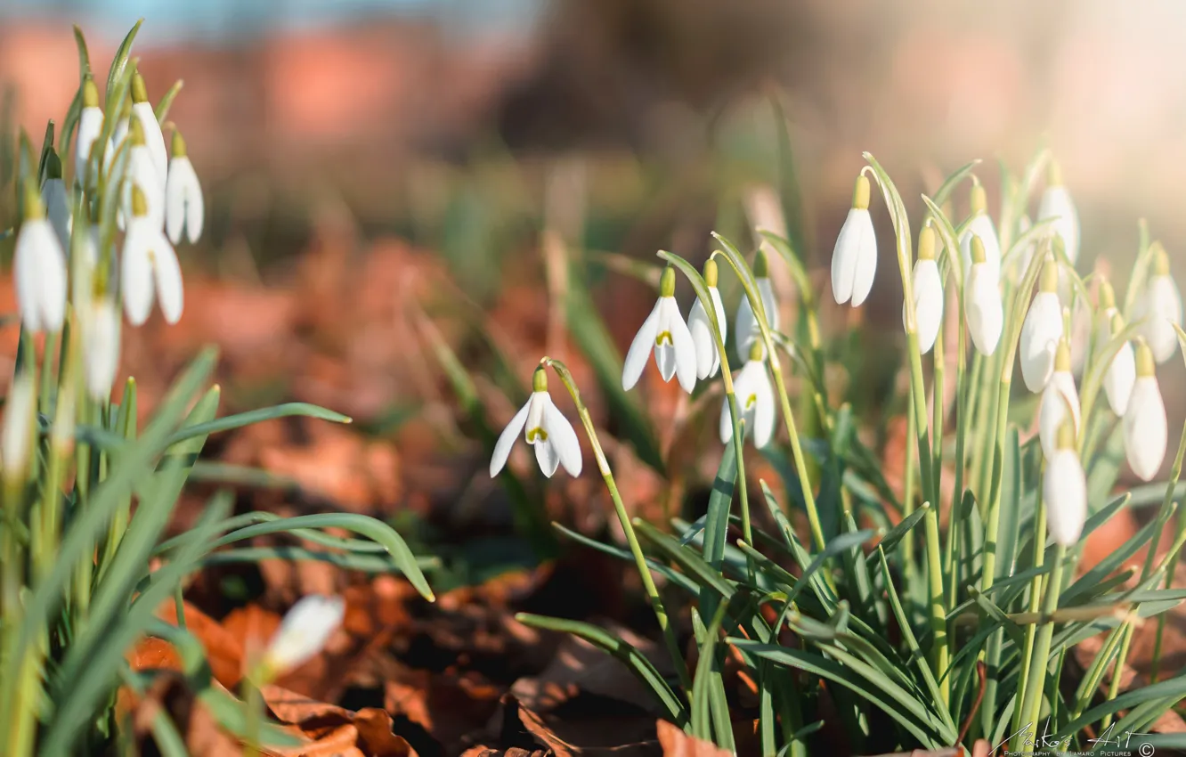 Photo wallpaper light, flowers, mood, glade, spring, snowdrops, a lot