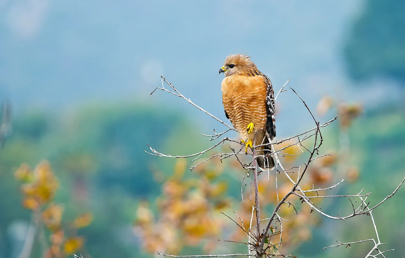 Photo wallpaper background, bird, predator, branch, hawk