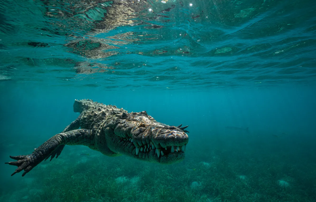 Photo wallpaper water, crocodile, under water