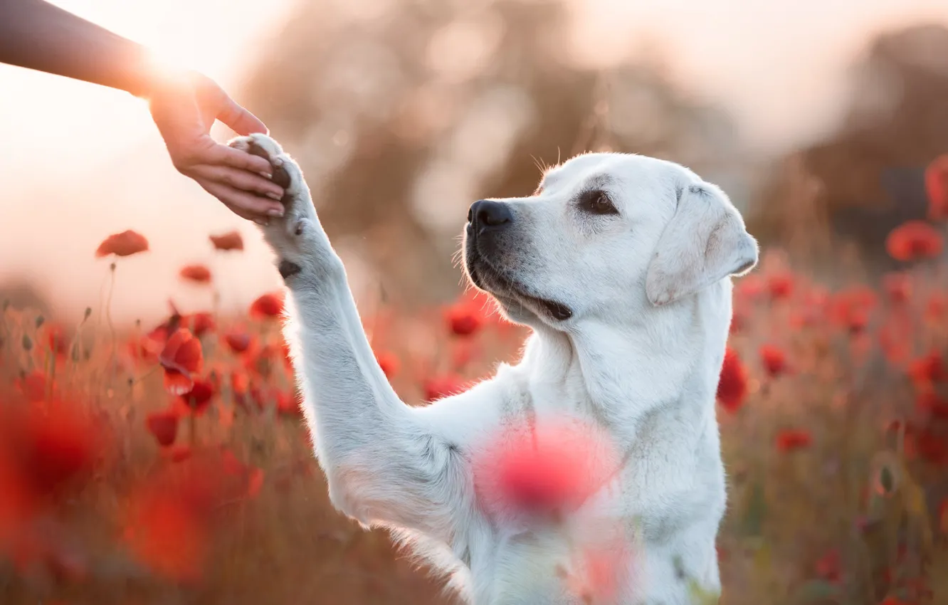 Photo wallpaper field, look, face, light, flowers, nature, pose, each