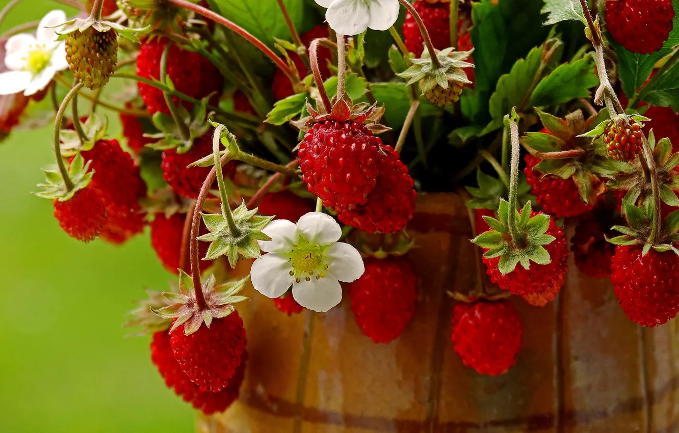 Photo wallpaper summer, berries, strawberries, red, pot, flowers, a bunch, ripe