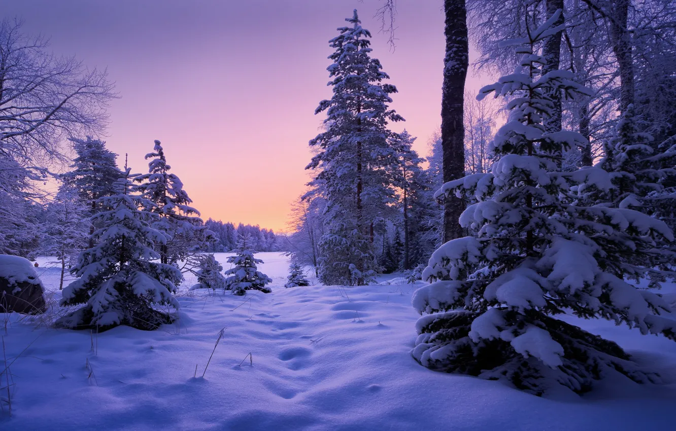 Photo wallpaper winter, frost, forest, the sky, snow, trees, sunset, the evening