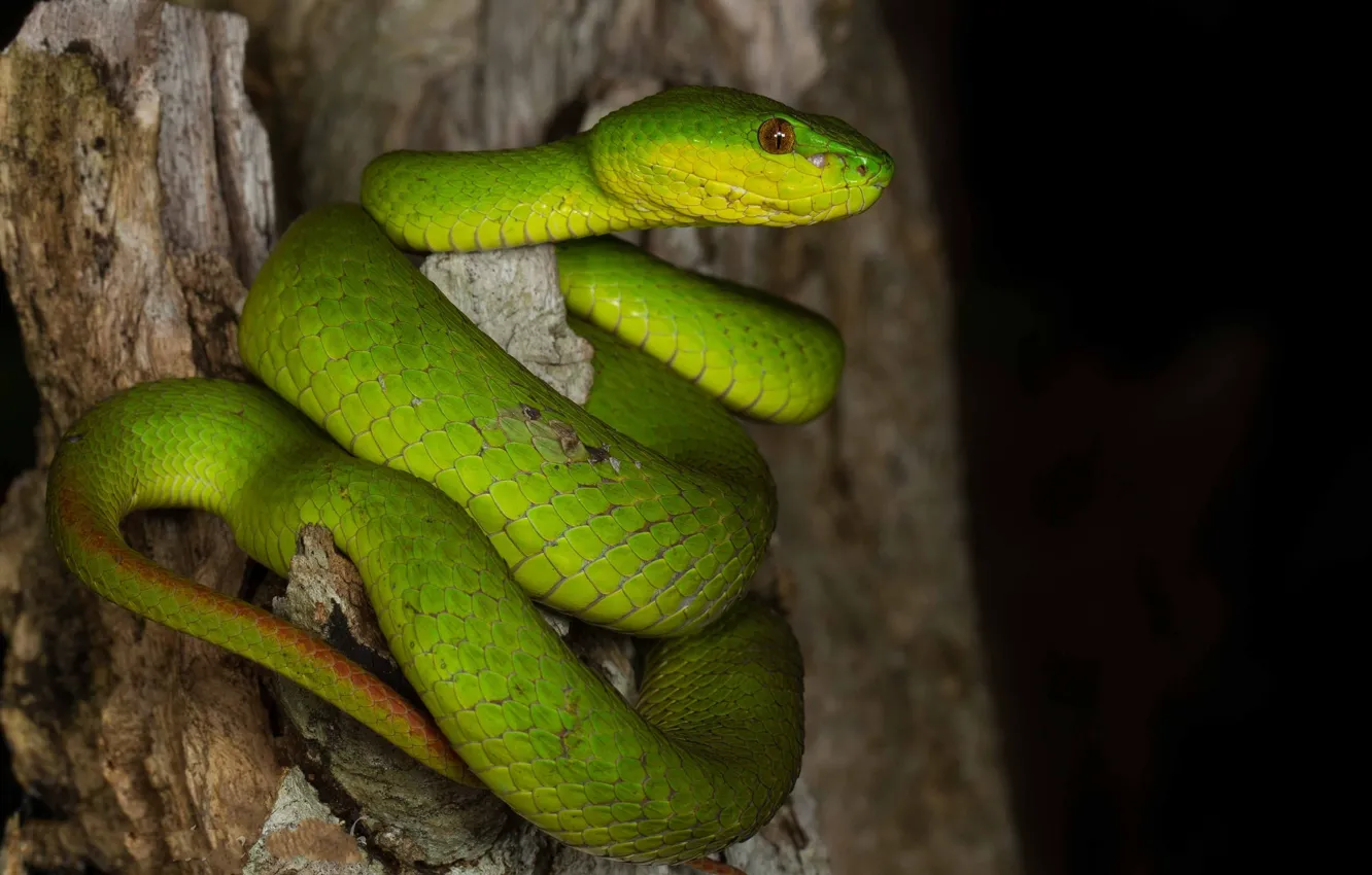 Photo wallpaper green, stump, snake, ring