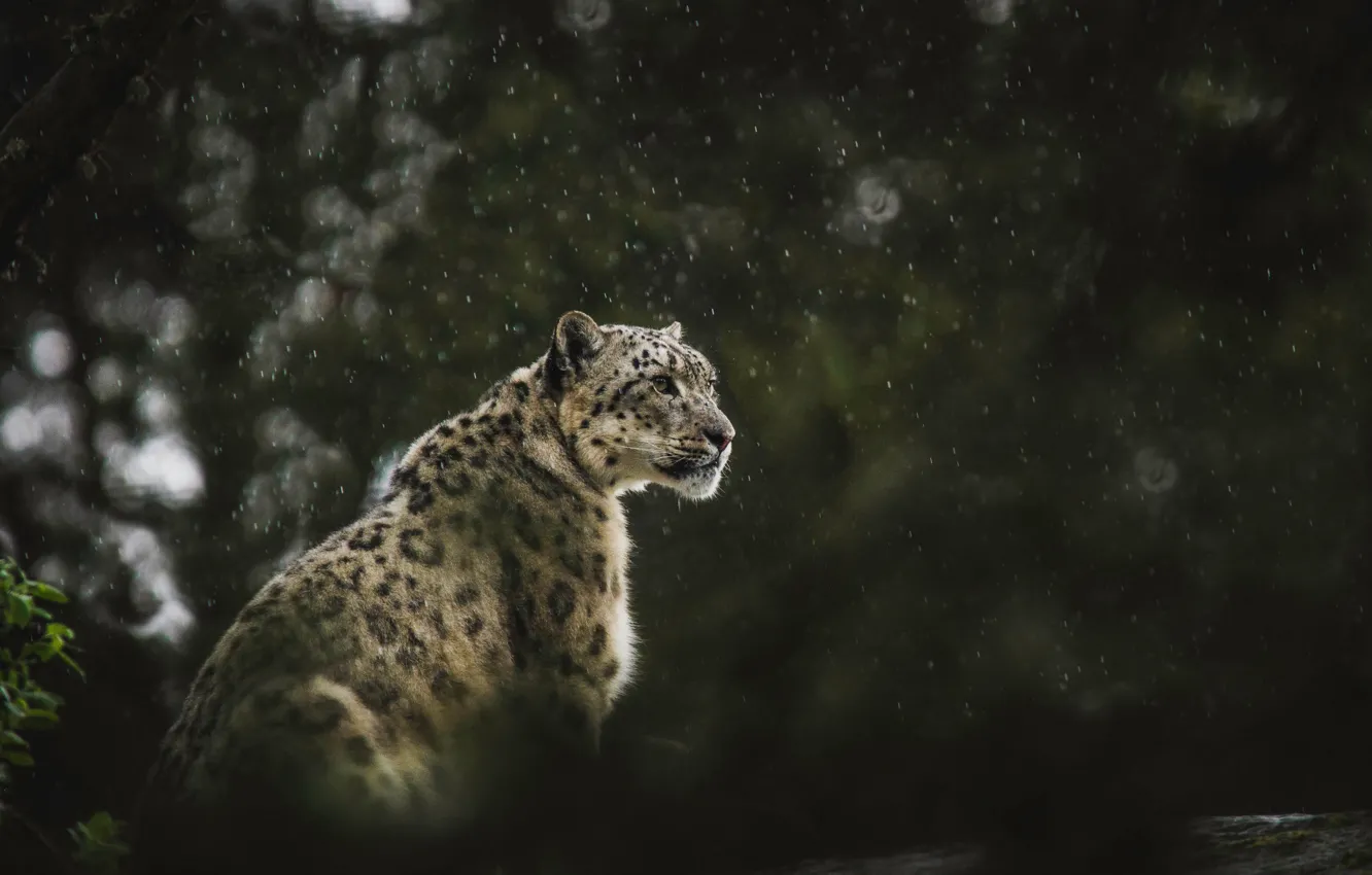 Photo wallpaper wallpaper, snow leopard, rain, leopard, animals, background, predator, blur