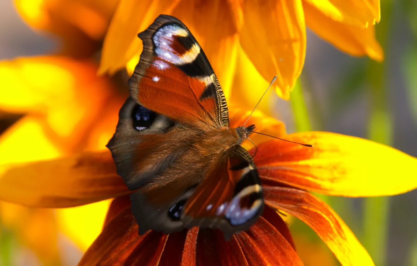 Photo wallpaper flower, butterfly, wings